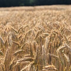 Triticale KAULOS